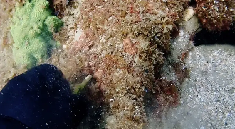 折れたサンゴを岩の隙間に刺し込んでいる