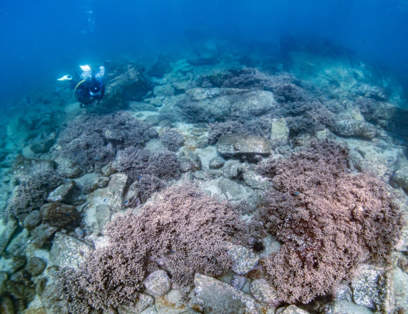 辰ノ口でサンゴ植樹を続けてきた場所に広がるサンゴとダイバー