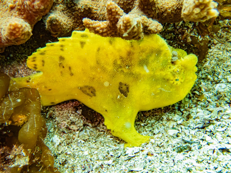 ユニークな見た目のカエルアンコウ